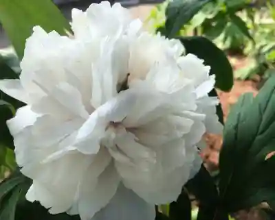 真言宗　善通寺派　薬王寺(香川県)