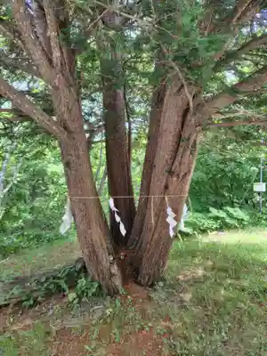 釧路神社の自然