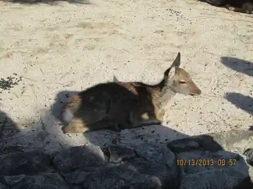 厳島神社(広島県)