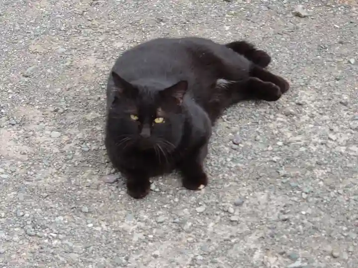 岡湊神社の動物