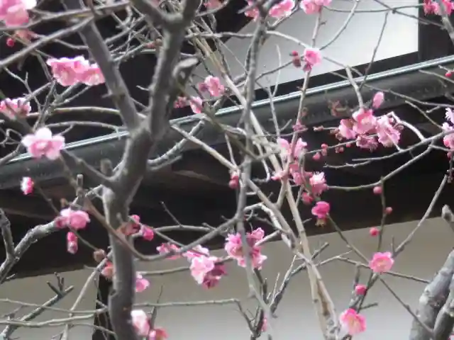 浄光明寺の自然