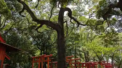 光金稲荷神社の自然