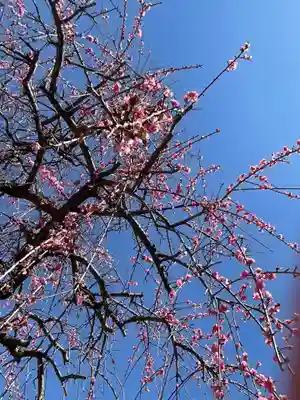 間々観音（龍音寺）(愛知県)