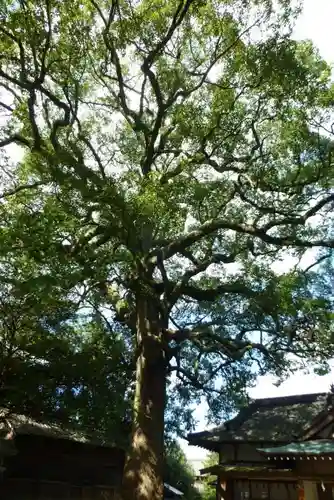 生立八幡宮(福岡県)