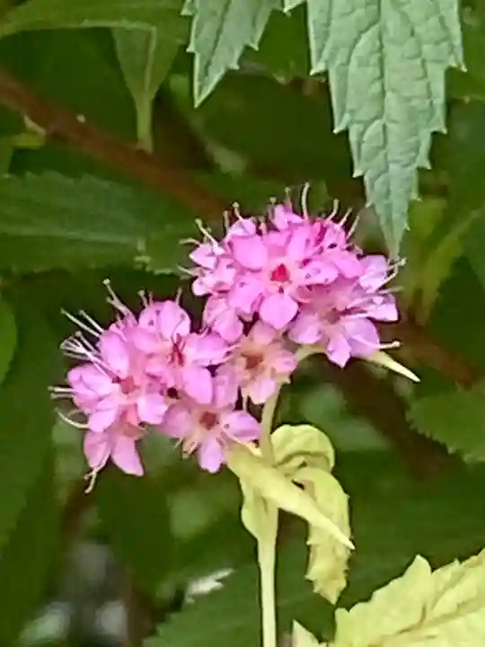 粟嶋堂宗徳寺の自然