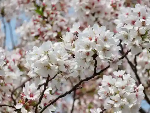 東本願寺の自然