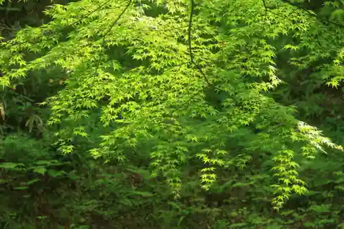 三春大神宮の自然