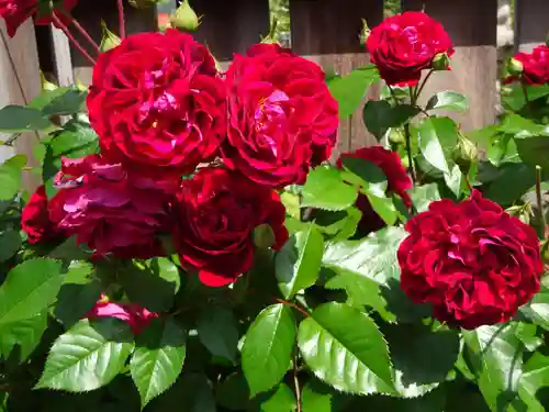 阿邪訶根神社の自然