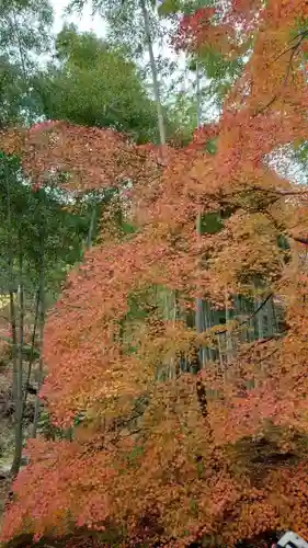 常寂光寺の自然