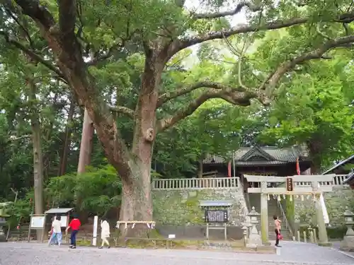 事任八幡宮の自然