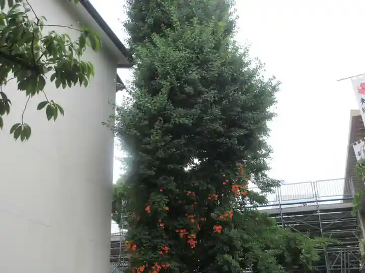 櫛田神社の自然