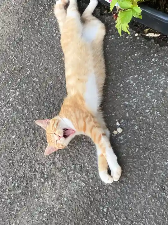鹿角八坂神社の動物