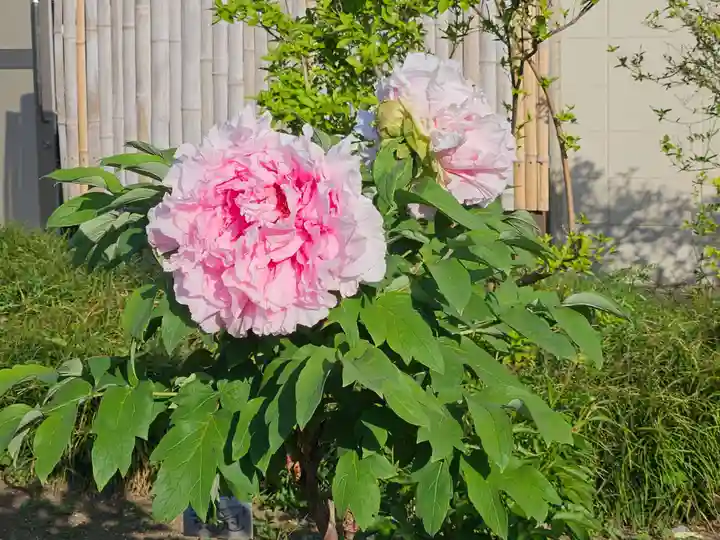 箭弓稲荷神社(埼玉県)
