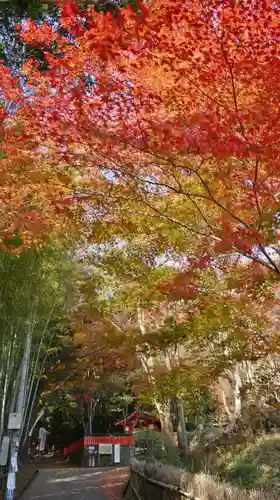 観音寺（山崎聖天）の自然