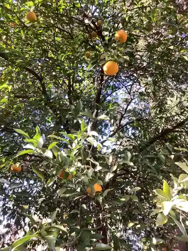 富部神社の自然