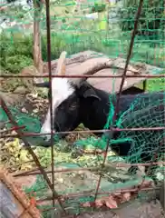 賀茂別雷神社の動物