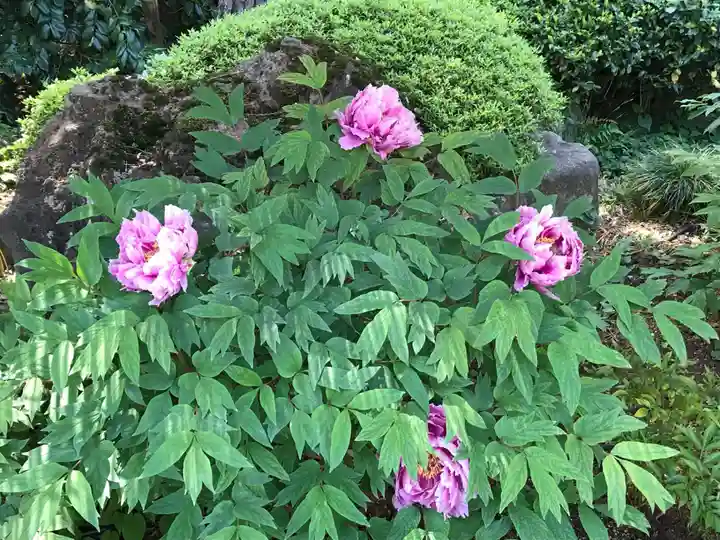 東長谷寺 薬王院の自然