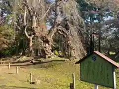 大星神社の自然