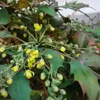 三輪神社の自然