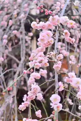 湯島天満宮(東京都)