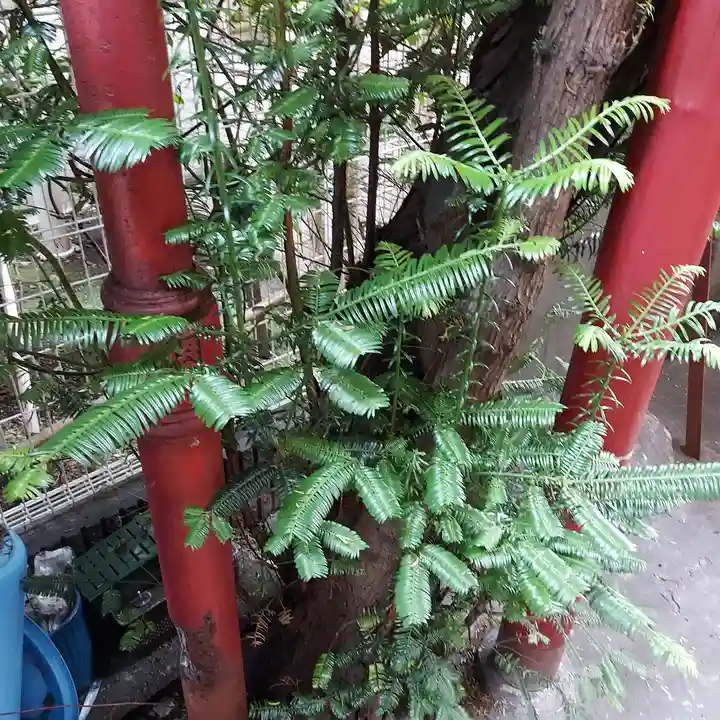 徳永稲荷大明神の自然