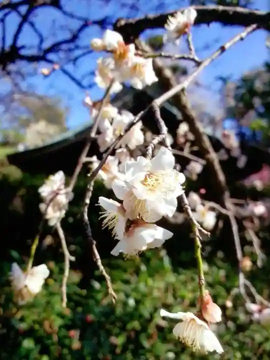 布多天神社(東京都)