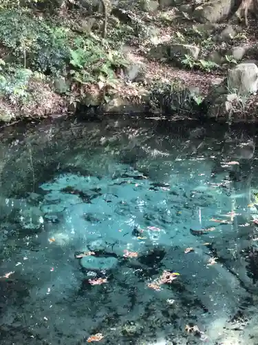 泉神社の自然