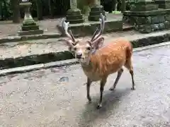 春日大社の動物