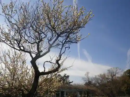 鶴岡八幡宮の自然