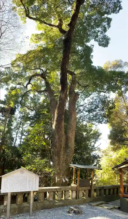 久能山東照宮の自然