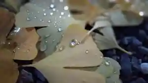 阿邪訶根神社(福島県)(2022年12月04日(日) 00時06分39秒投稿)