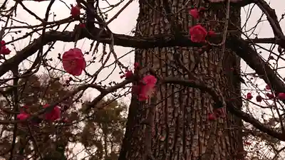 北野天満宮(京都府)