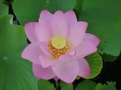 長谷寺(古河長谷観音)(茨城県)