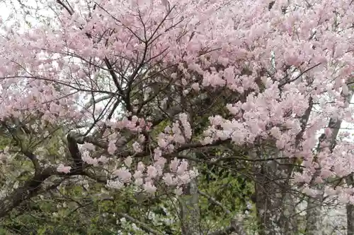 白幡八幡神社の自然