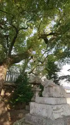 加納天満宮の狛犬