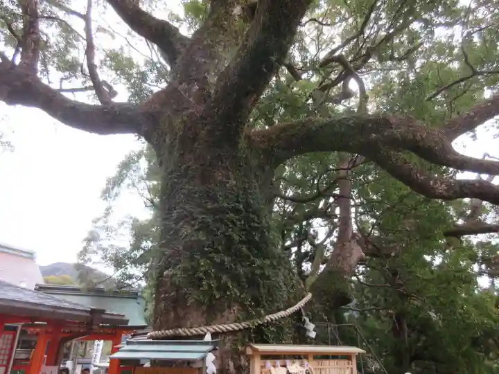 熊野那智大社の自然