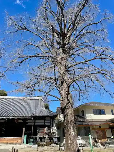 常圓寺(東京都)