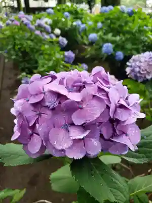 妙法寺(東京都)