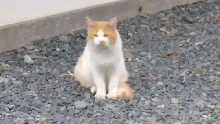 盛岡八幡宮の動物