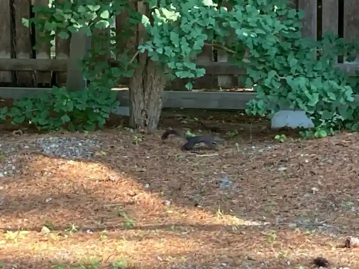 帯廣神社の動物