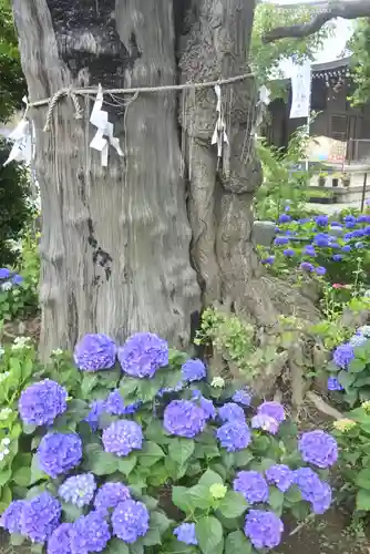 磐井神社の自然