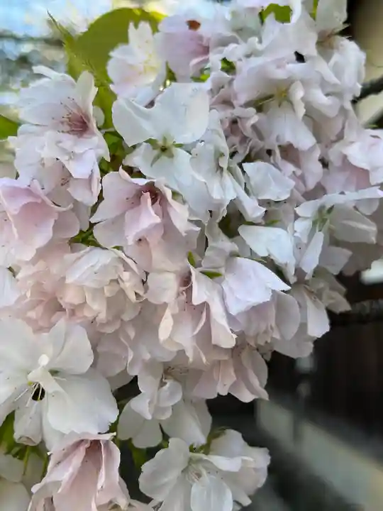 平野神社の自然