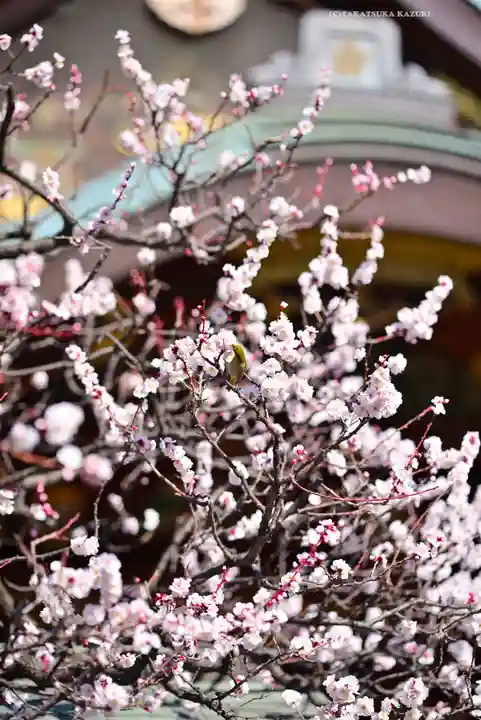 湯島天満宮(東京都)