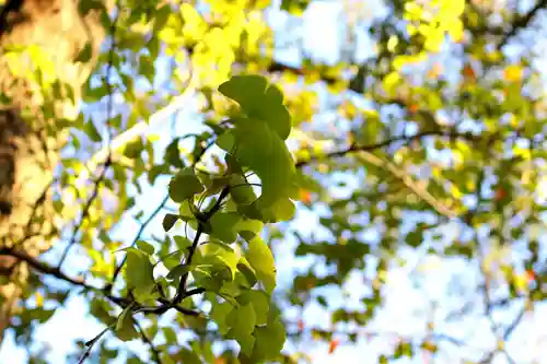 三津厳島神社の自然
