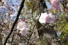 平野神社の自然