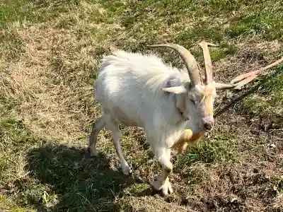 心鏡寺の{uncategorized: "未分類", other: "その他", undefined: "問題あり", building: "その他建物", grave: "お墓", sacred_gate: "鳥居", guardian: "狛犬", statue: "像", buddha: "仏像", history: "歴史", nature: "自然", garden: "庭園", animal: "動物", pagoda: "塔", temizu: "手水舎", mountain_gate: "山門・神門", sanctuary: "本殿・本堂", subordinate: "末社・摂社", art: "芸術", scenery: "景色", jizo: "地蔵", ema: "絵馬", goshuin: "御朱印", omikuji: "おみくじ", items: "授与品その他", amulet: "お守り", goshuincho: "御朱印帳", eats: "食事", festival: "お祭り", votive_dance: "神楽", shichigosan: "七五三参", wedding: "結婚式", experience: "体験その他", initially: "初詣", around: "周辺", anti_infection: "感染症対策"}