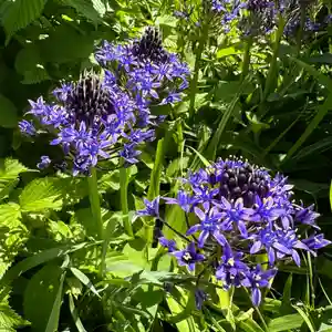 豊景神社(福島県)(2024年05月15日(水) 11時10分59秒投稿)