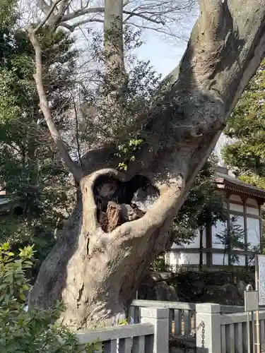 青渭神社の自然