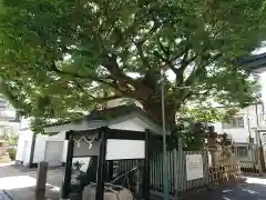 二宮神社の自然