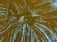 土津神社|こどもと出世の神さま(福島県)